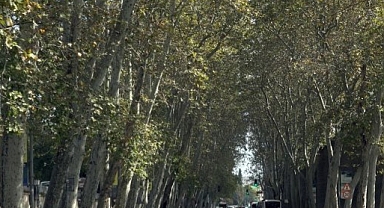 Dolmabahçe ve Çırağan Caddelerindeki Çınar Ağaçları Yenilendi!