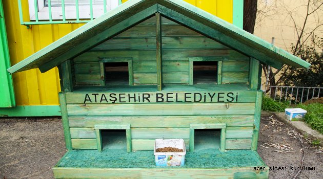 Ataşehir'deki kediler yeni yuvalarına kavuşuyor