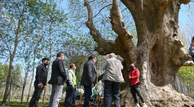 Büyükşehir 1100 yıllık çınar ağacının bulunduğu alanı turizme kazandıracak
