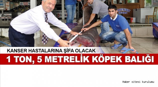 Dev köpek balığı kanser hastalarına şifa olacak