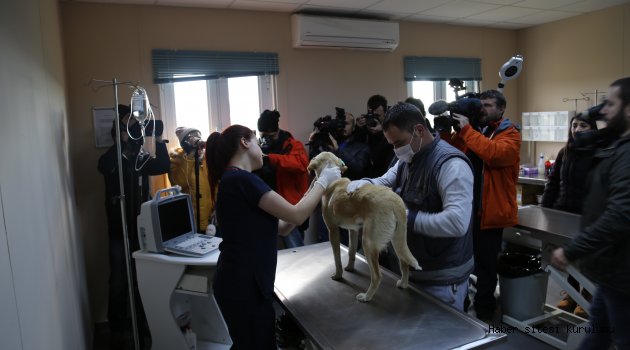 Kısırkaya Hayvan Bakımevi’de sahipsiz hayvanlara modern bakım