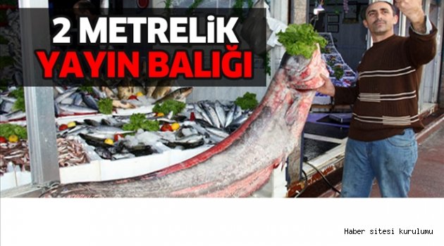 Sazana niyet, yayın balığına kısmet