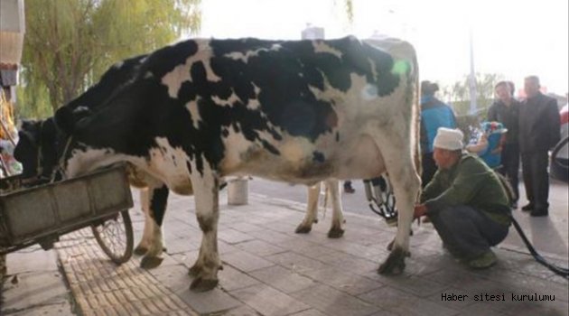 Taze sütü böyle satıyor