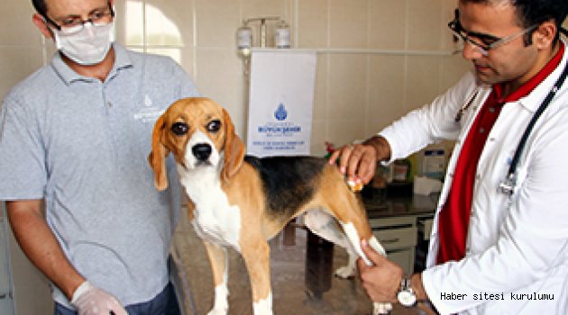 Yaralı sokak hayvanlarına